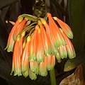 Clivia caulescens